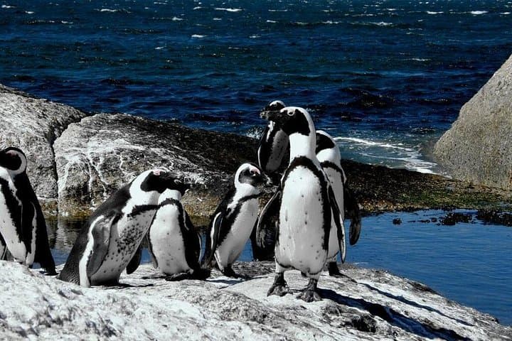 Cape Town 3-Days Attraction Tours: Helicopter Tour - Wine Tasting - Cape Point
