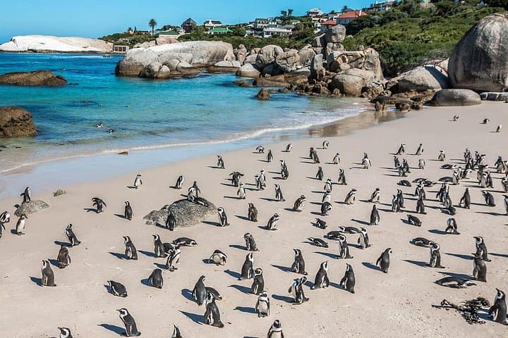 3-Day Attraction Tour: Helicopter & Cape Peninsula & Wine Tasting