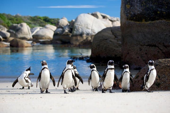Cape Town ,3-Days Attraction Tour. Helicopter &Cape Peninsula&Wine Tasting