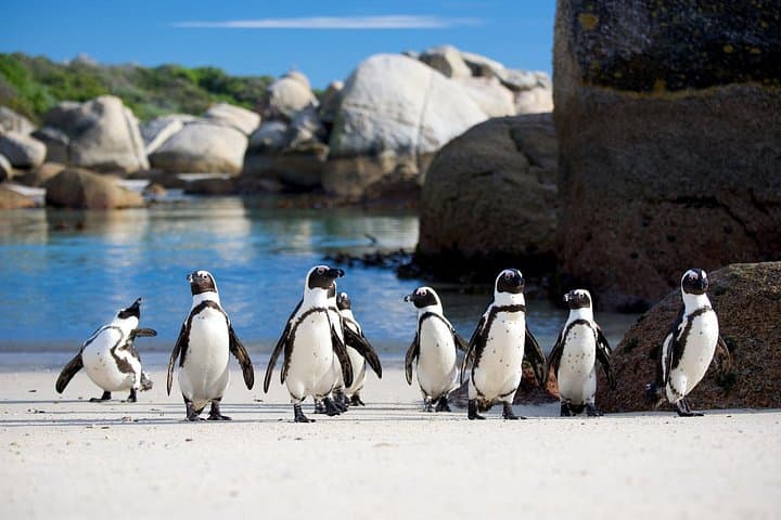 3-Day Attraction Tour: Helicopter & Cape Peninsula & Wine Tasting