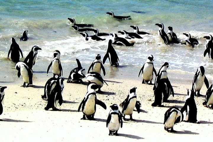 Best of cape 3-Day attraction tour:Arme helicopter &Cape Peninsula& Wine Tasting