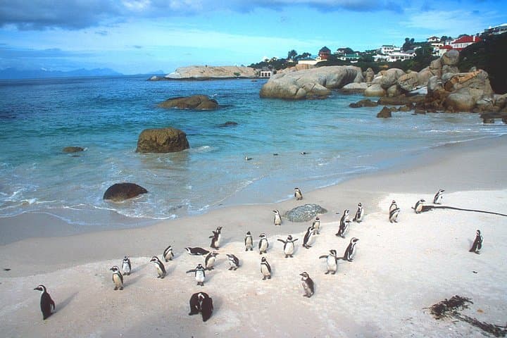 Cape Town Private 3-Days Helicopter Ride&Cape Point&Wine testing