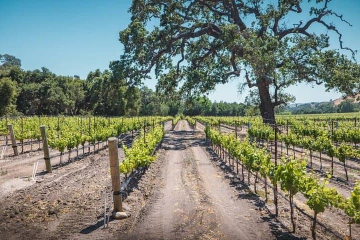 Los Angeles: Wine Experience at Fess Parker Winery by Helicopter