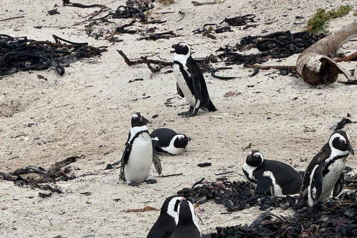 Cape Town Helicopter Tour and Boulders Beach Penguins Tour