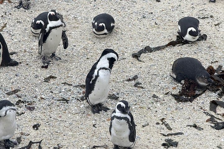 Cape Town Helicopter Tour and Boulders Beach Penguins Tour