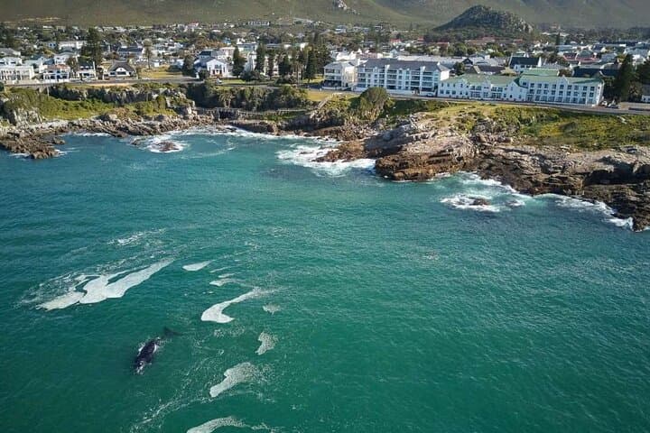 Cape Town Private Helicopter Marine Big Five Sharks