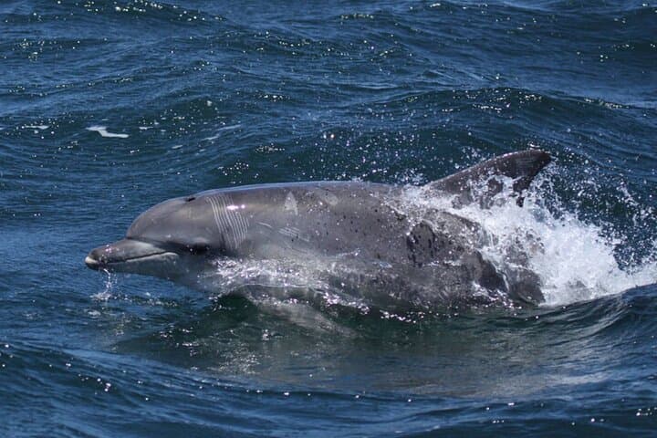 Cape Town Private Helicopter Marine Big Five Sharks