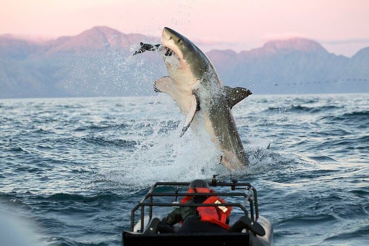 Cape Town Private Helicopter Marine Big Five Sharks