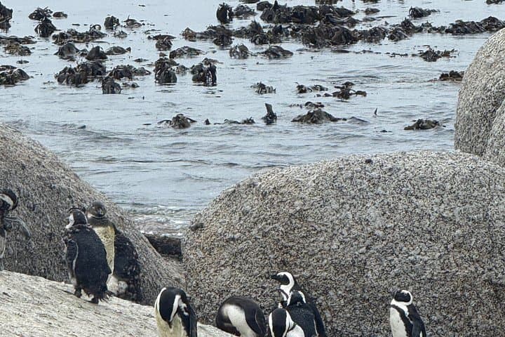 Cape Town Helicopter Tour and Boulders Beach Penguins Tour