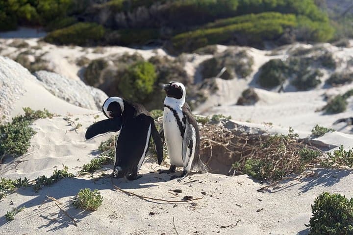 Cape Town Helicopter Tour and Boulders Beach Penguins Tour
