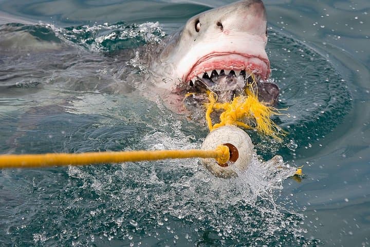 Shark Cage Diving