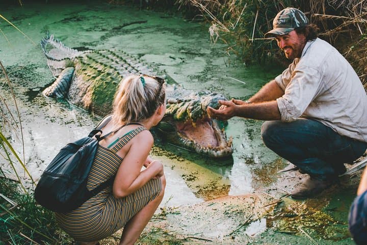 Close up crocodile encounters