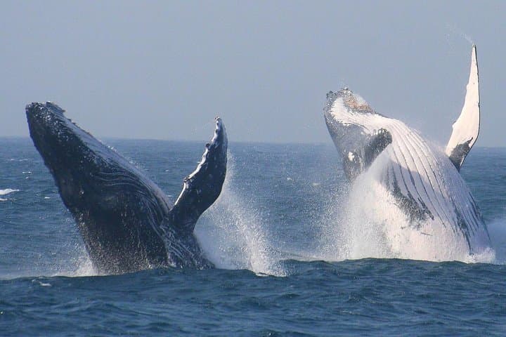 6-Day South Africa Honeymoon Tours-Cape Town&Johannesburg&Durban