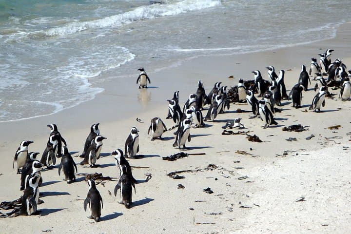 6-Day South Africa Honeymoon Tours-Cape Town&Johannesburg&Durban
