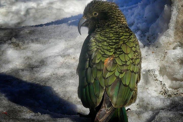Kea