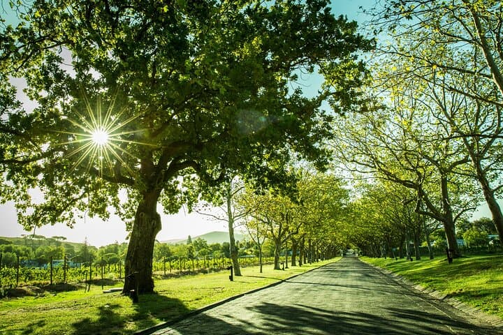 Lanzerac wine estate