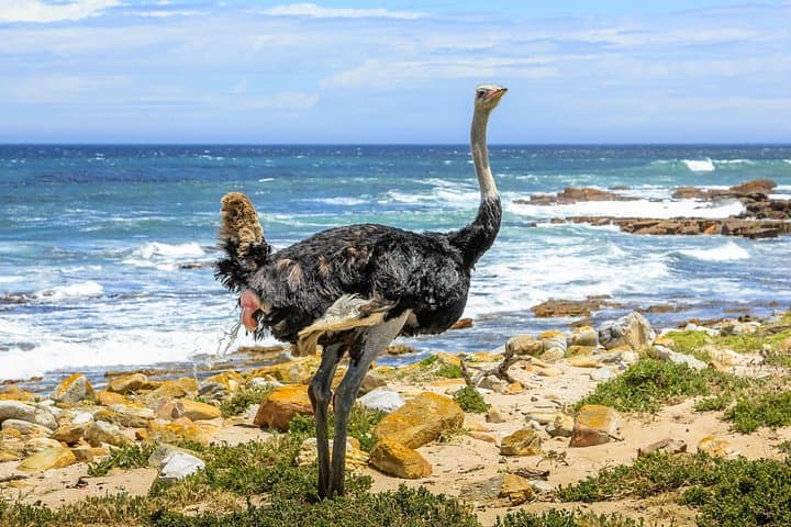 Cape of Good Hope