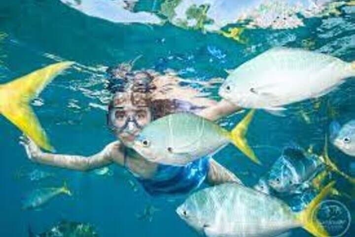 Fly in and Fly out Great Barrier Reef Cairns Day Tour