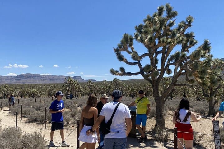 Photo stop at the Ancient 800 year old Joshua Tree Forest