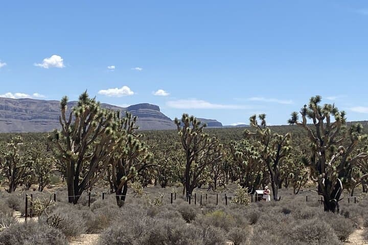 The 800 year old Joshua Tree Forest