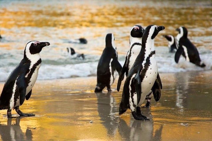 Cape Town Helicopter Tour and Boulders Beach Penguins Tour