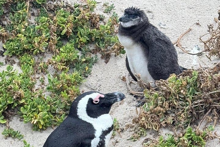 Cape Town Helicopter Tour and Boulders Beach Penguins Tour