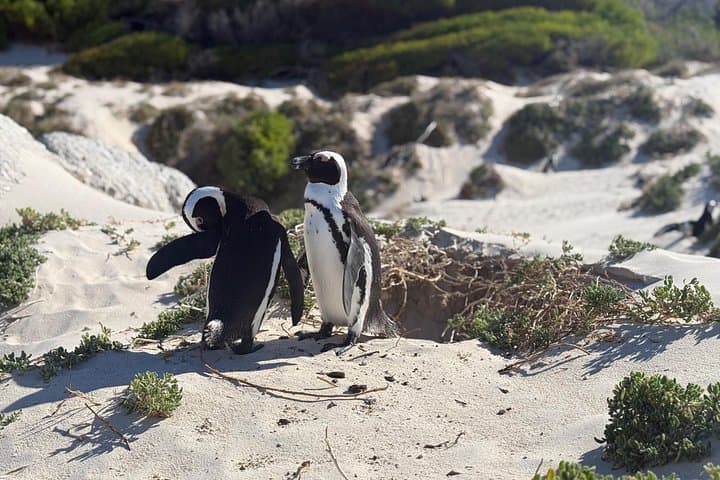 Cape Town Helicopter Tour and Boulders Beach Penguins Tour